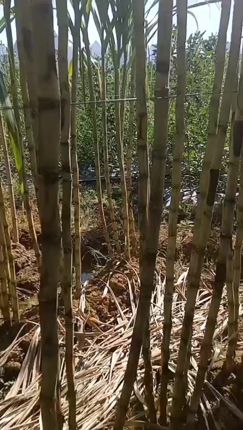 广西桂林阳朔福利甘蔗新鲜上市大量现货