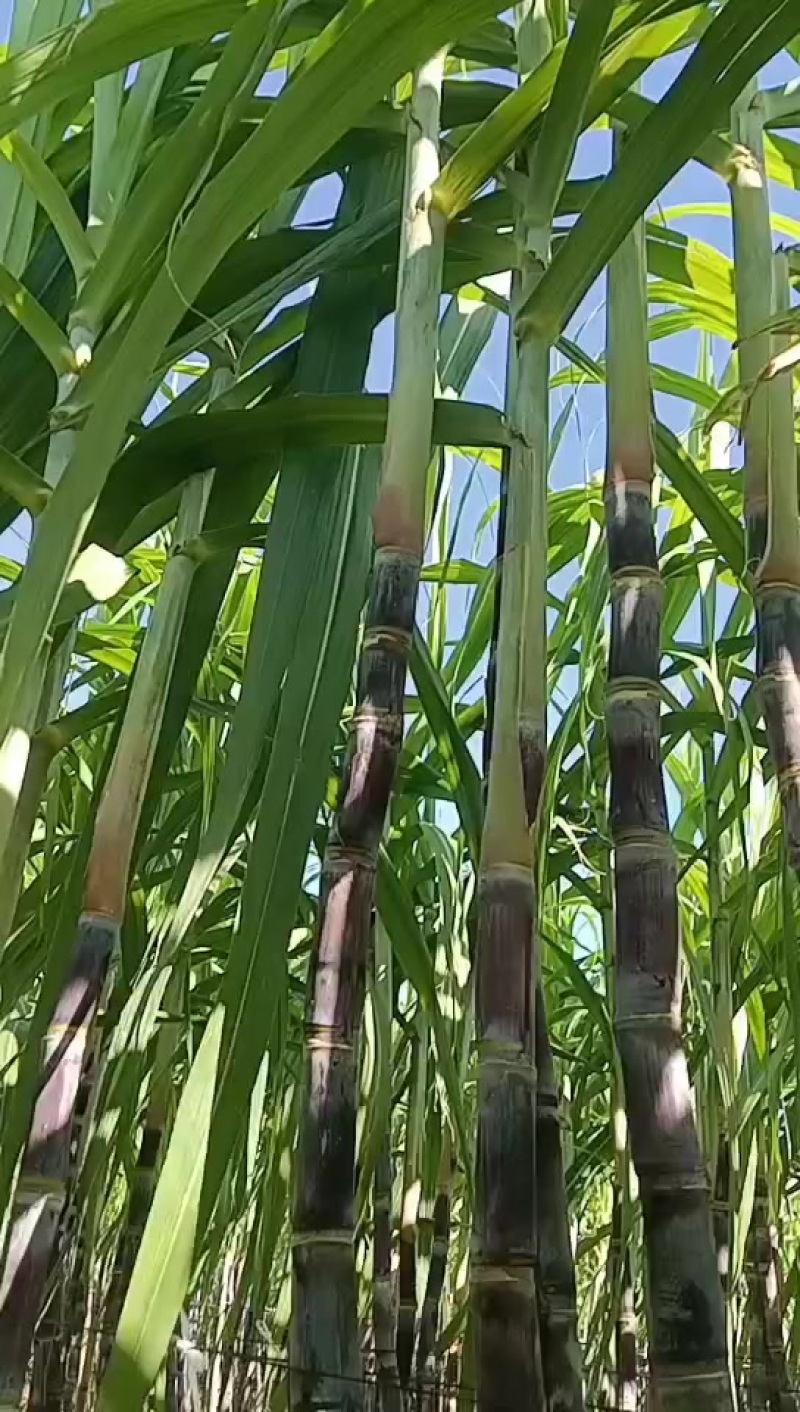 广西桂林阳朔福利甘蔗新鲜上市大量现货