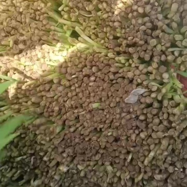 紫根韭菜