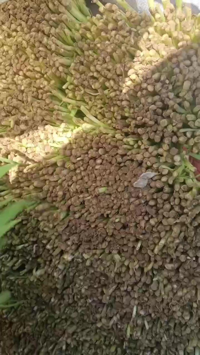 紫根韭菜