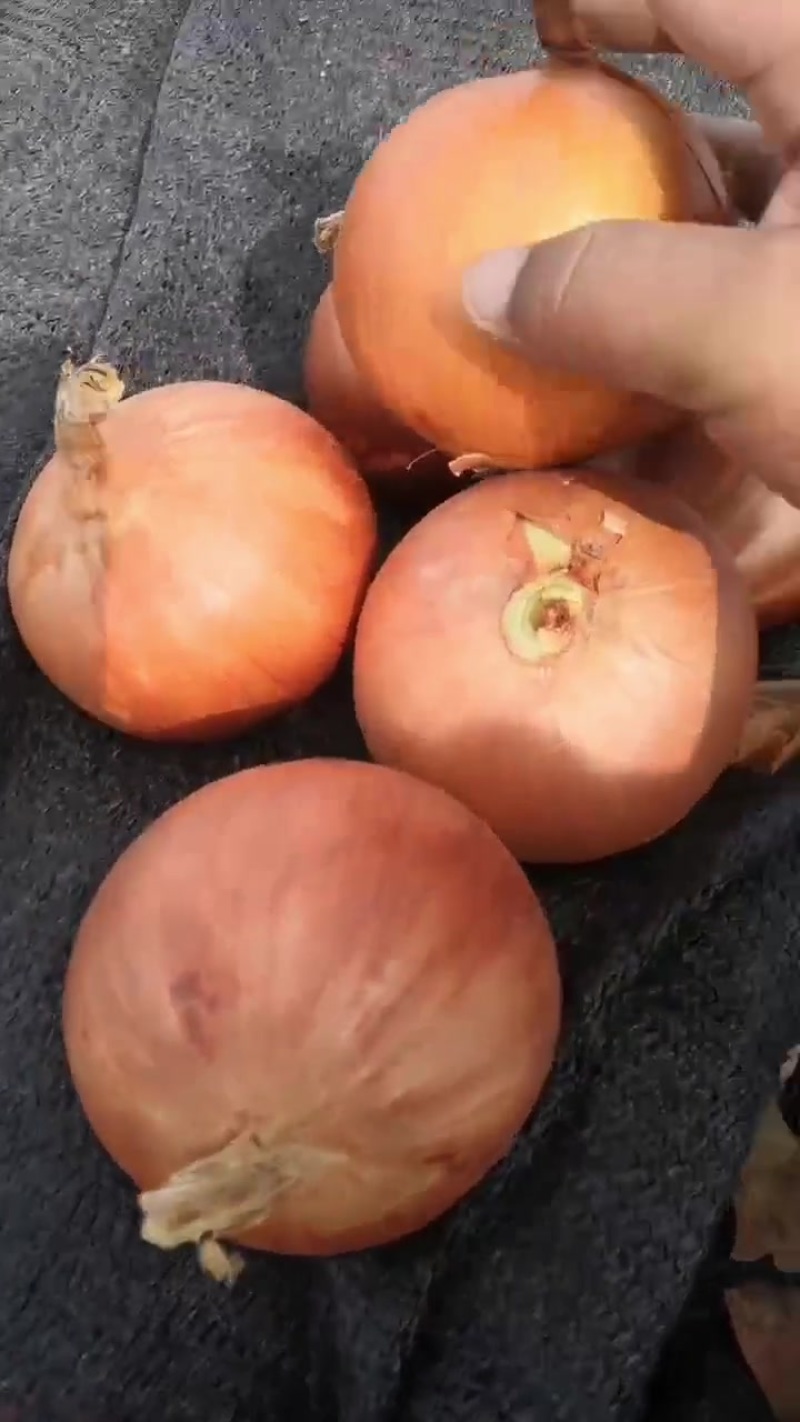 黄皮洋葱