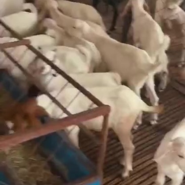 【今日推荐】小山羊毛羊可视频看货对接全国