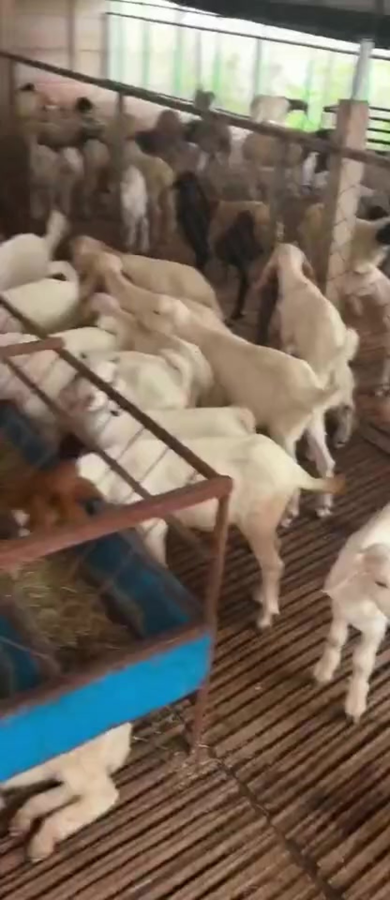 【今日推荐】小山羊毛羊可视频看货对接全国