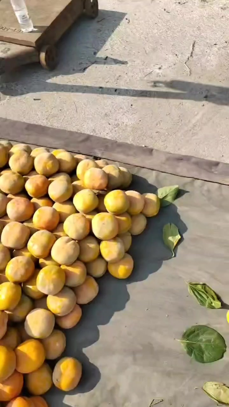 磨盘柿