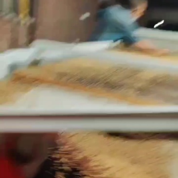 蝇蛆活冻虫