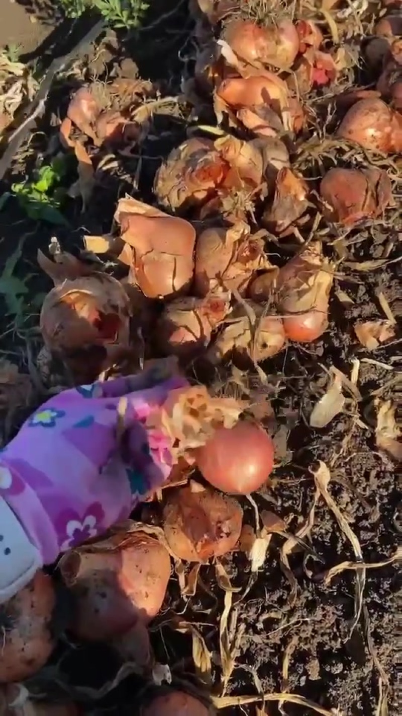 牡丹江毛葱