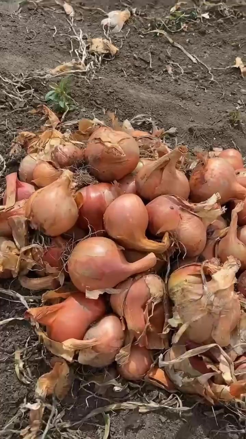 牡丹江毛葱