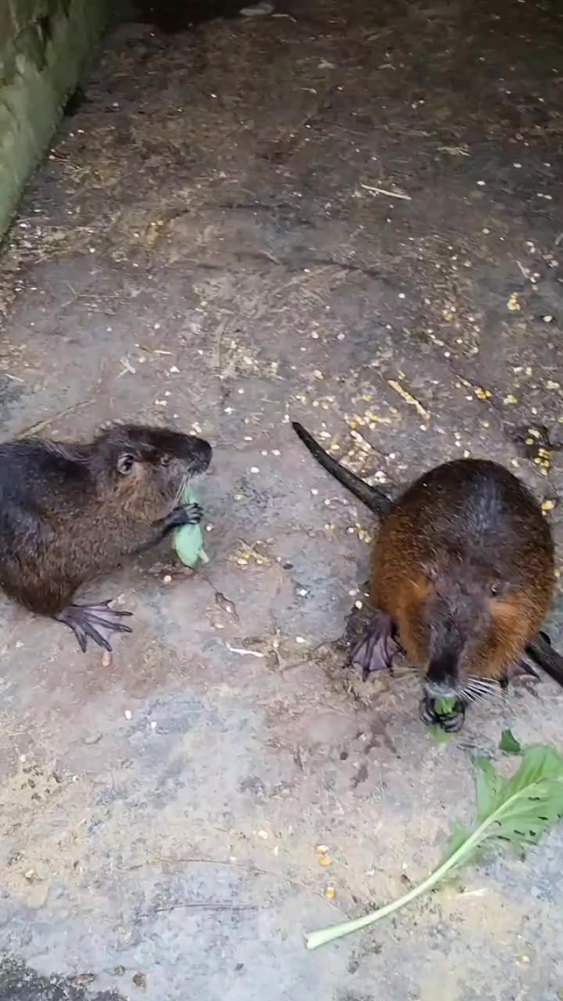 海狸鼠