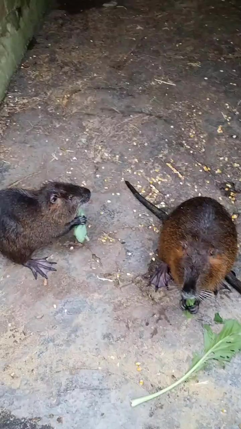 海狸鼠