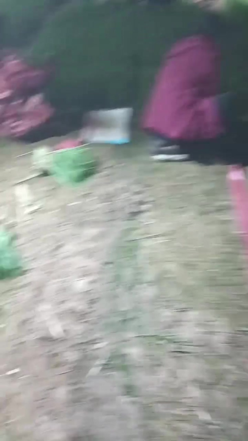 韭菜大量上市中