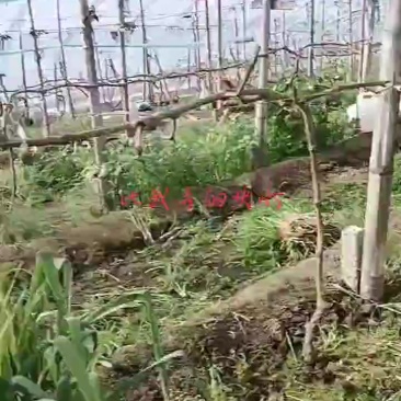 饶阳茴香大量有货
