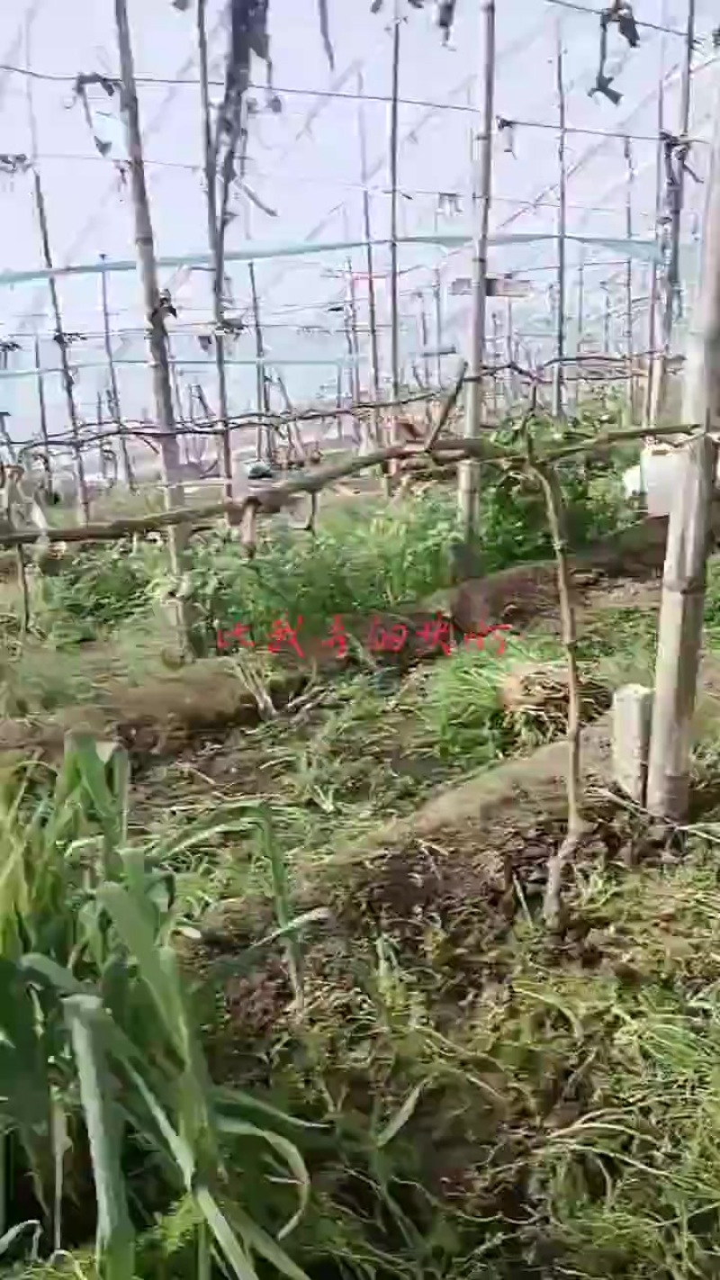 饶阳茴香大量有货