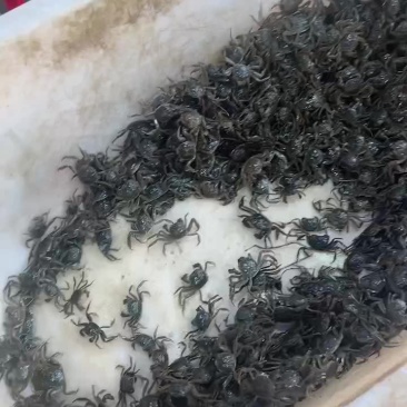 盘锦河蟹蟹苗50-130头都有