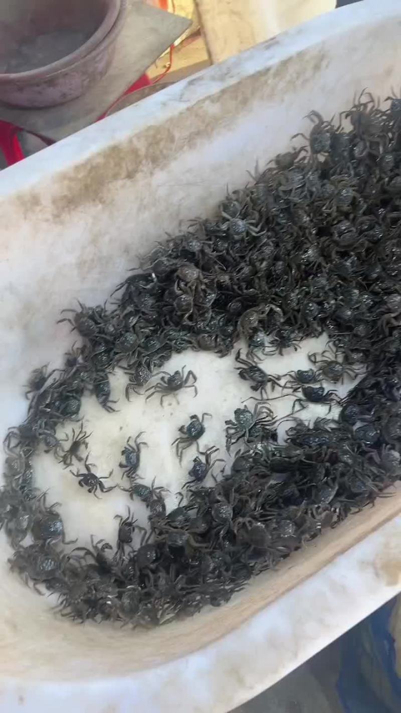 盘锦河蟹蟹苗50-130头都有