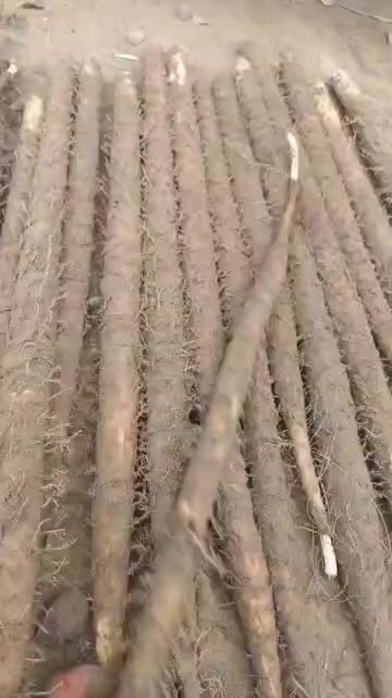 新鲜江西麻山药，营养丰富，品质上乘！