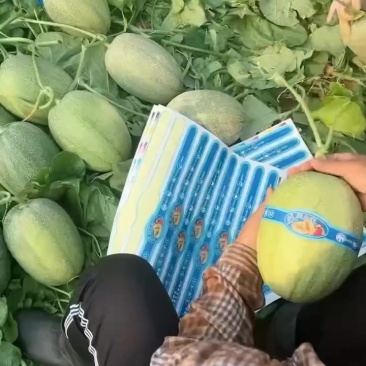 晓蜜25