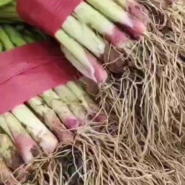 精品红根蒜苗