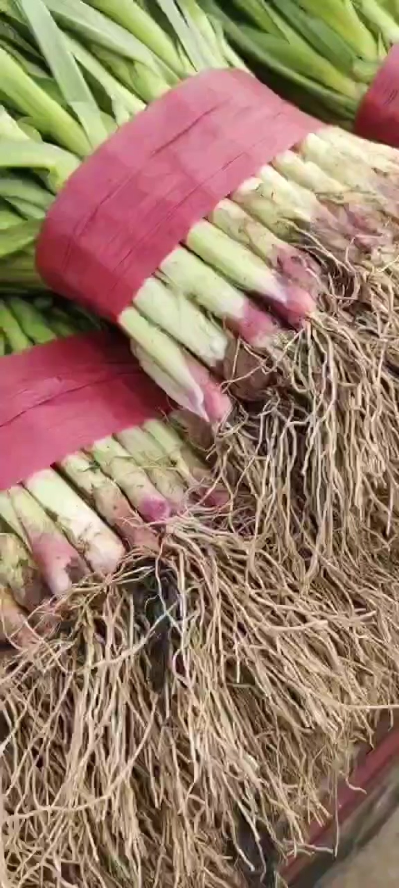 精品红根蒜苗