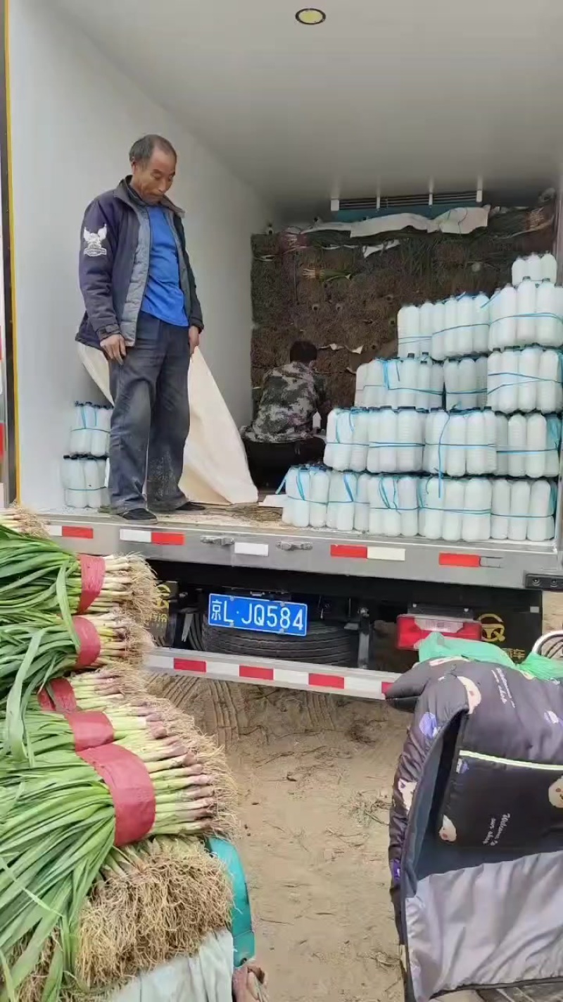 精品红根蒜苗