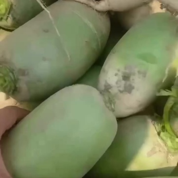 上百亩青萝卜开始大量供货，产地直发，量大从优