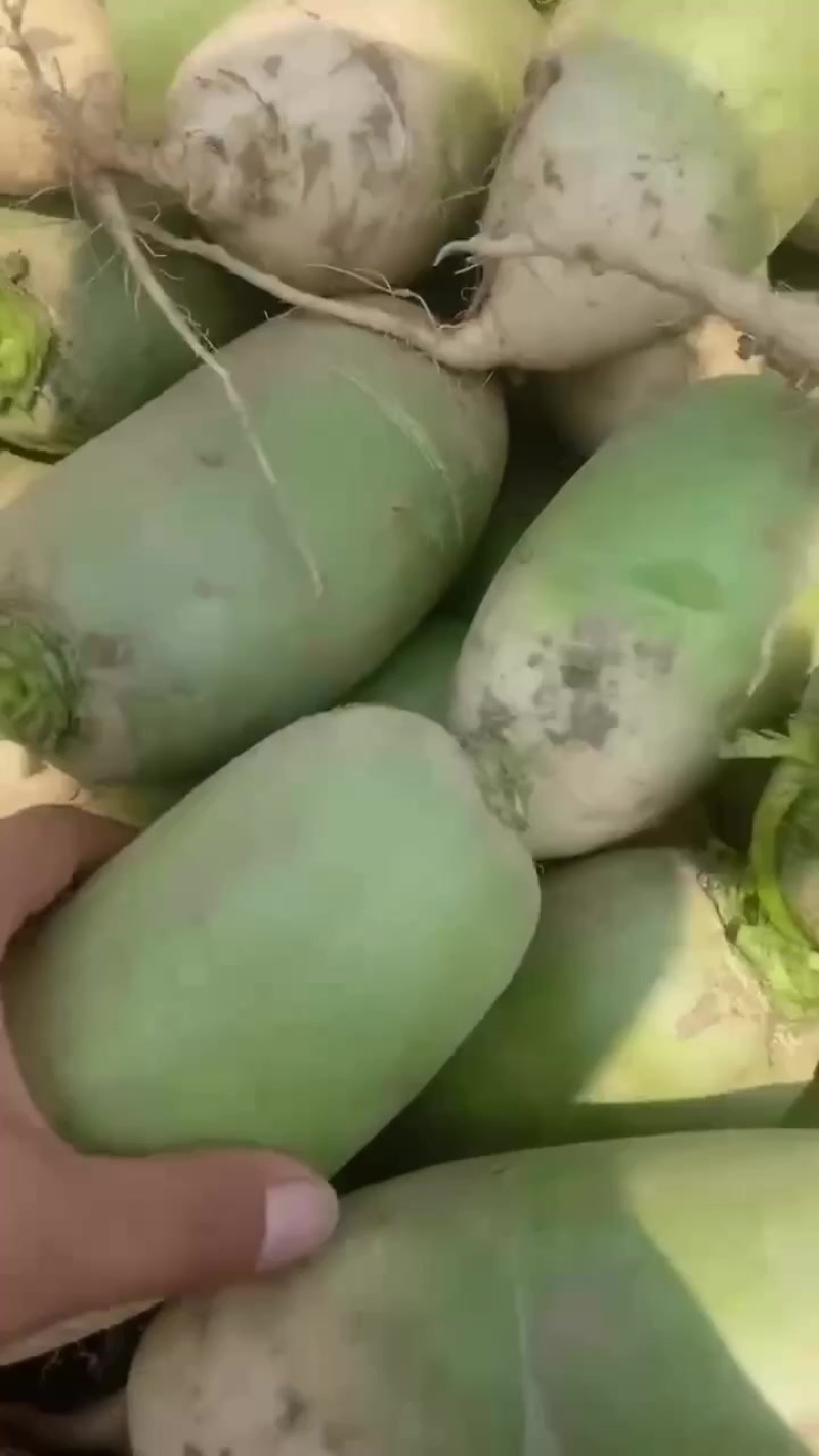 上百亩青萝卜开始大量供货，产地直发，量大从优