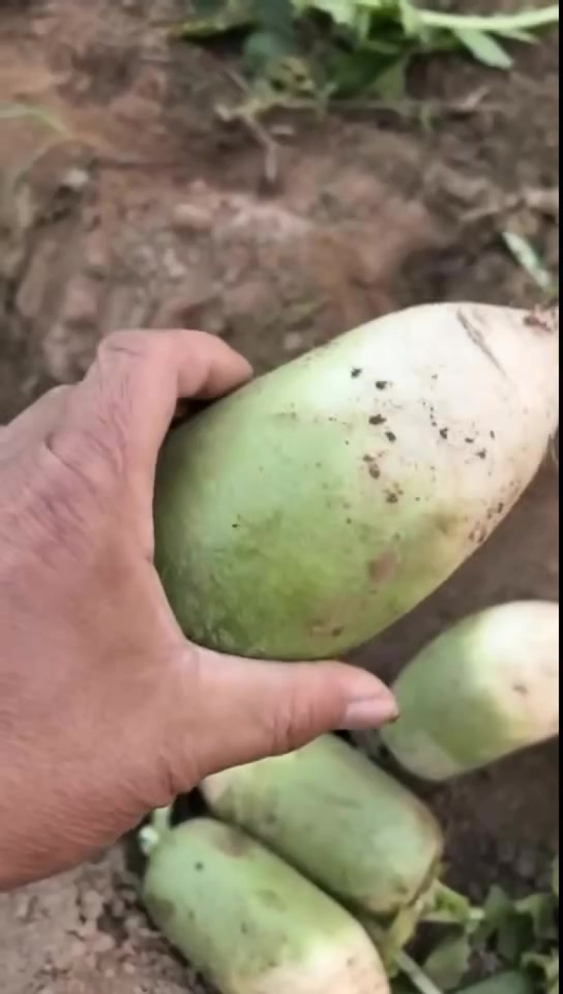 上百亩青萝卜开始大量供货，产地直发，量大从优