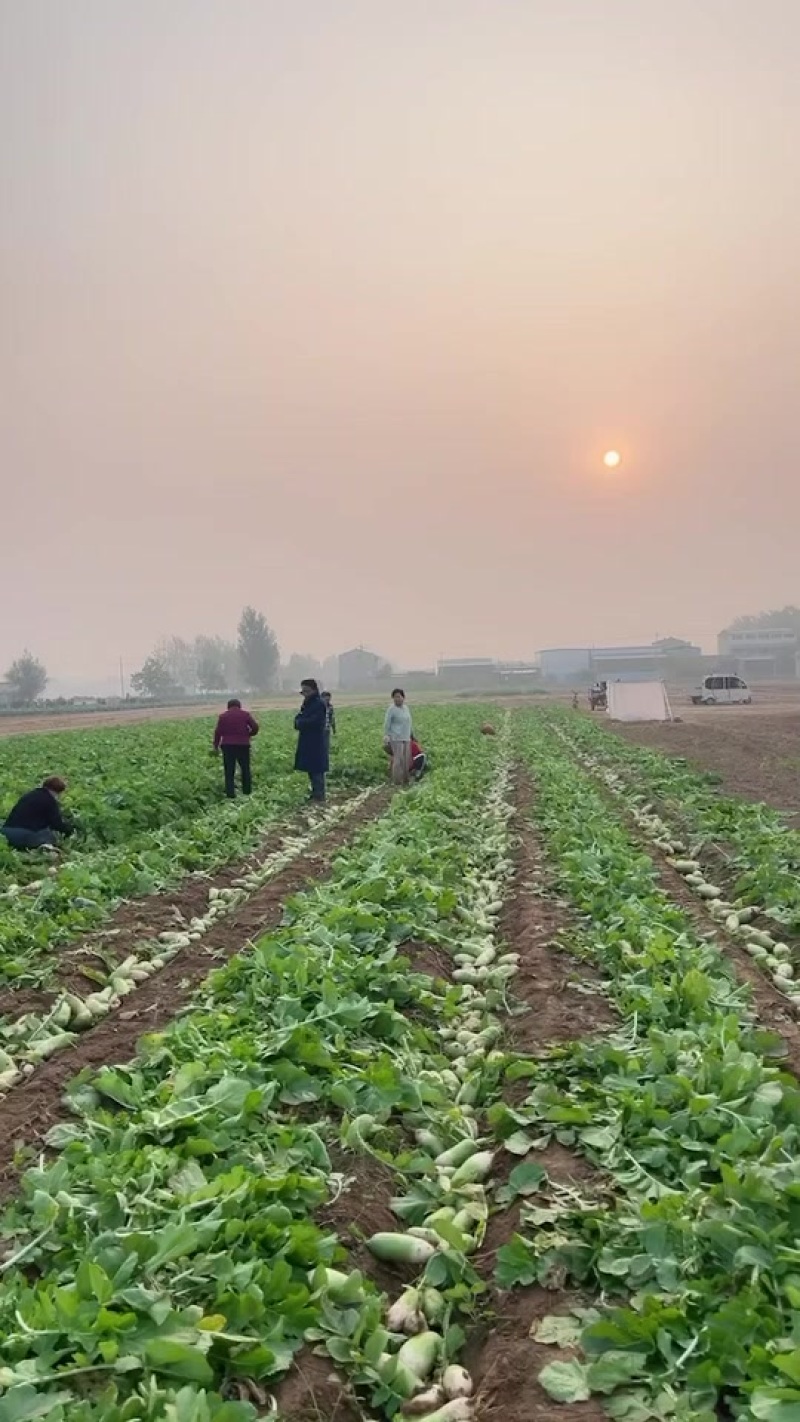 上百亩青萝卜开始大量供货，产地直发，量大从优