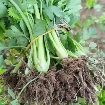 皇后西芹苗子