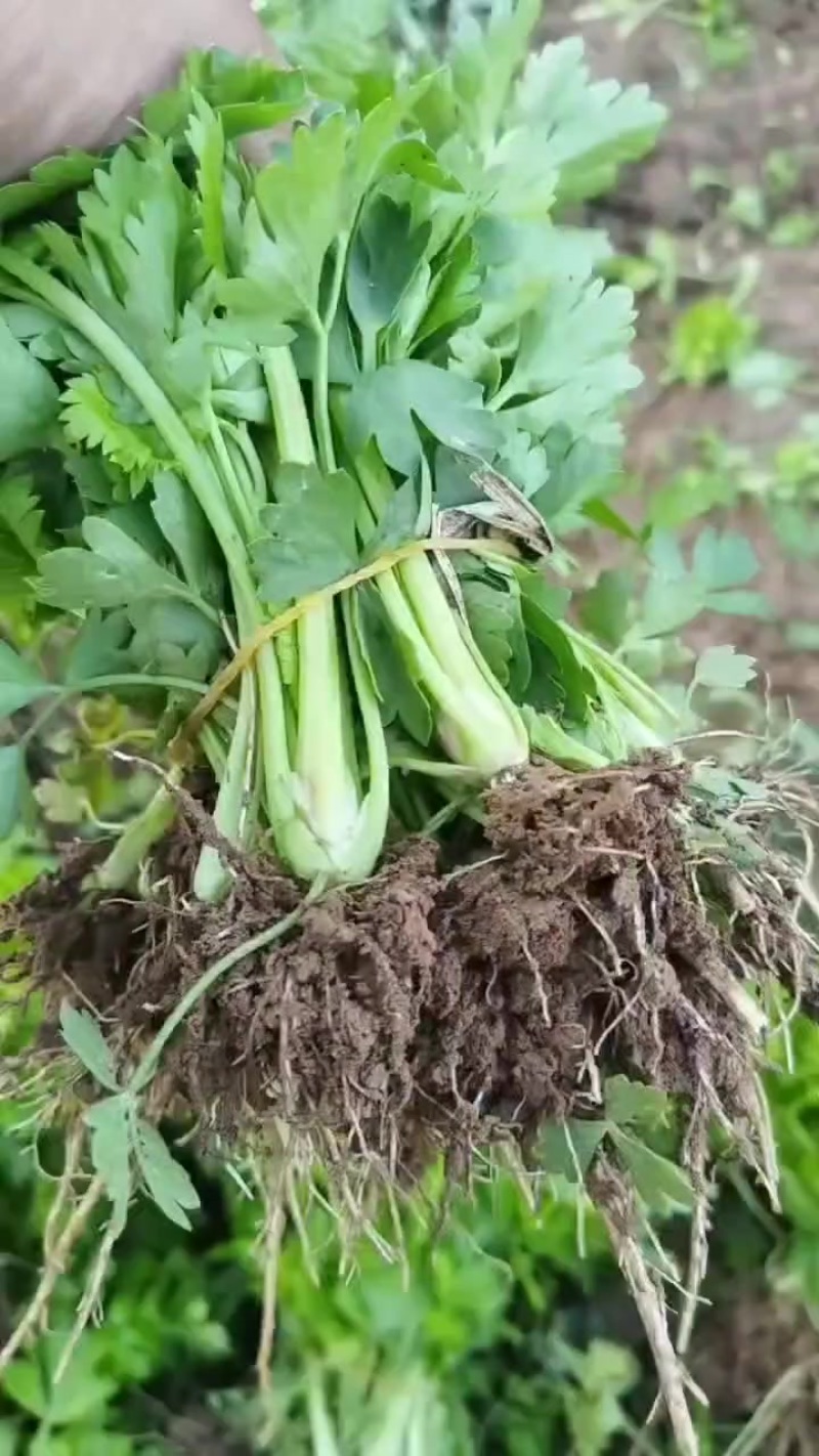 皇后西芹苗子