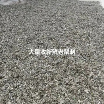 老虎刺切段统货