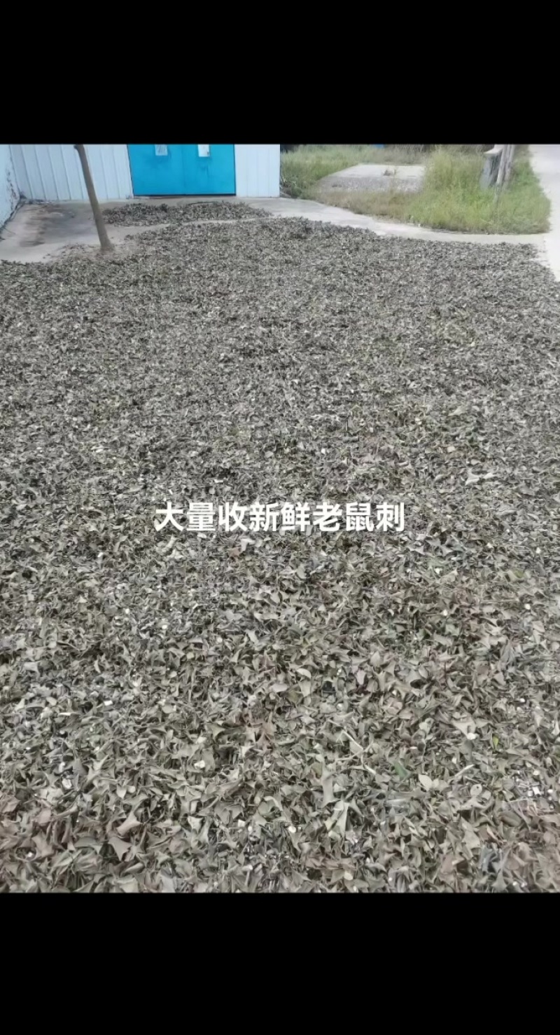 老虎刺切段统货