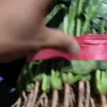 菠菜大量上市