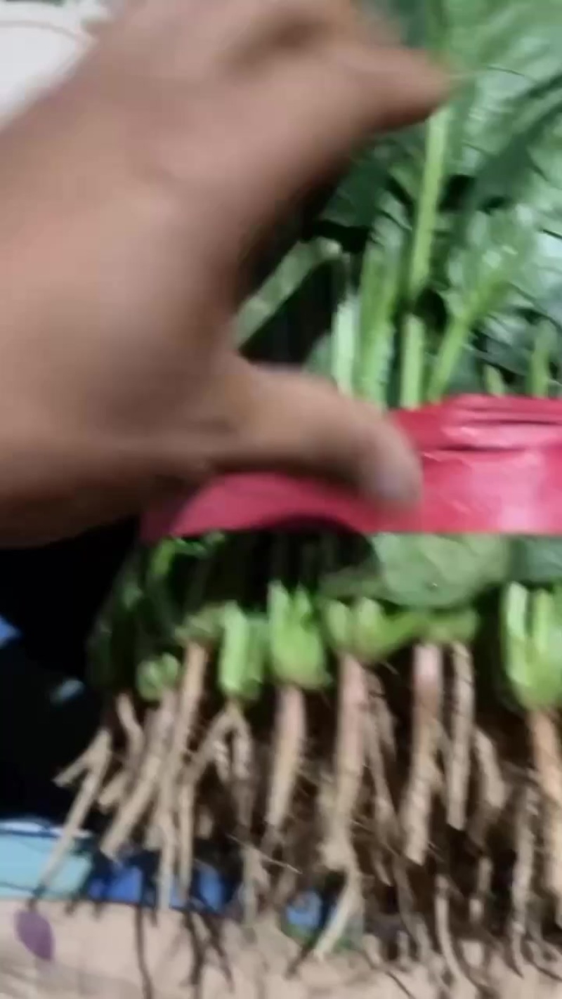 菠菜大量上市