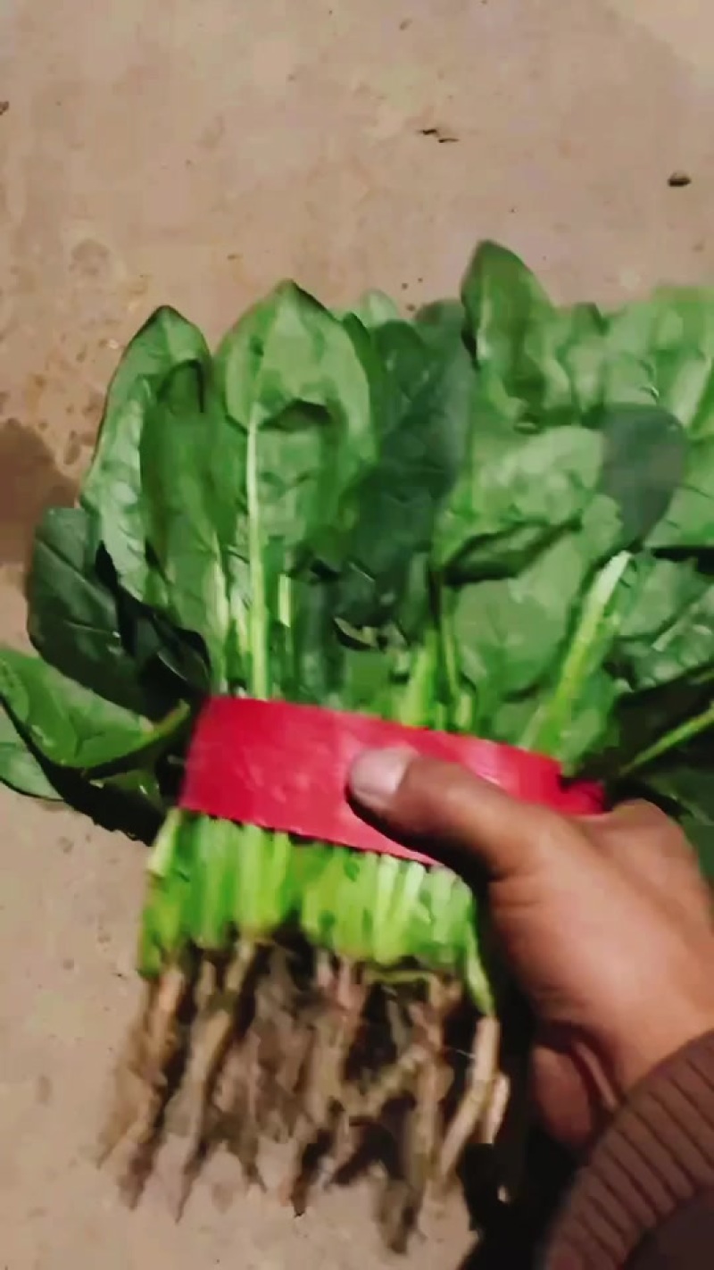 菠菜大量上市