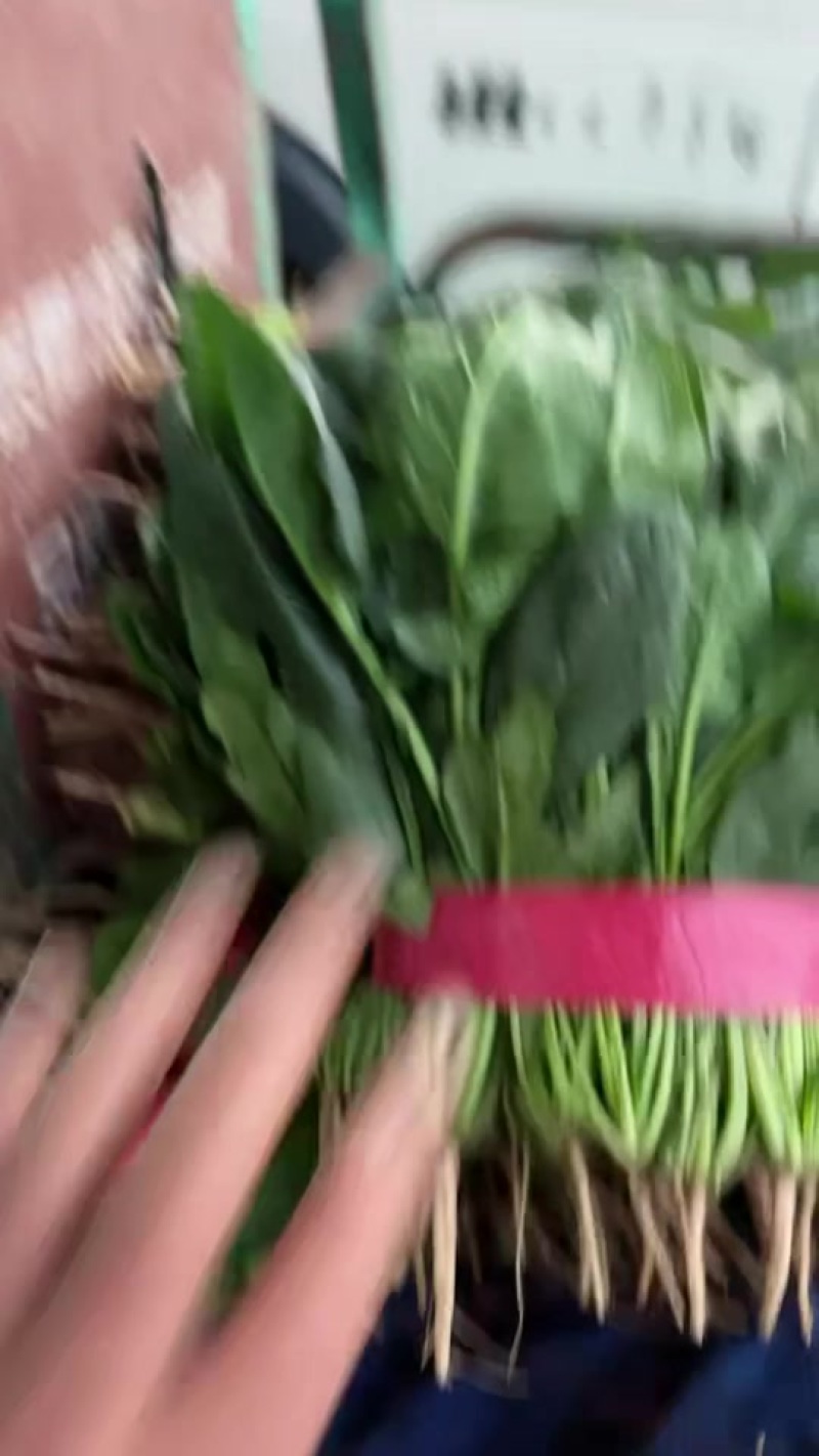 菠菜大量上市