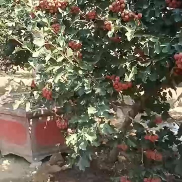 山楂果