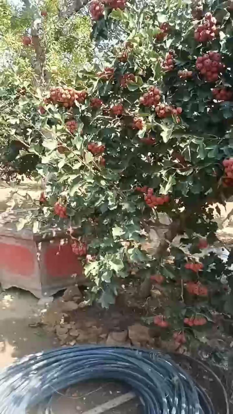 山楂果