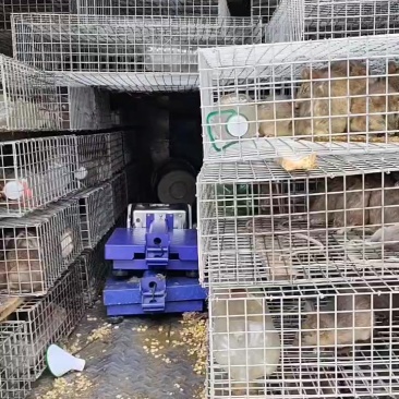 野山货白肚鼠