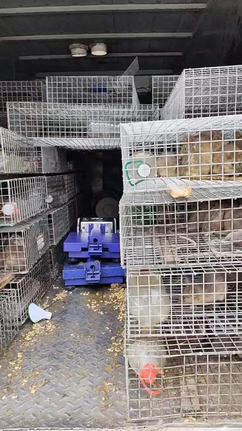 野山货白肚鼠