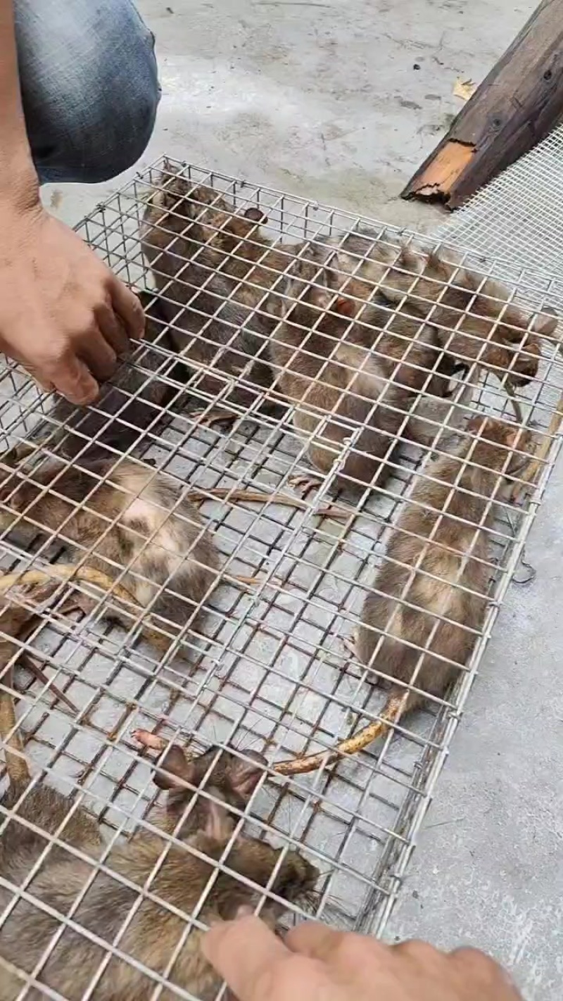 野山货白肚鼠