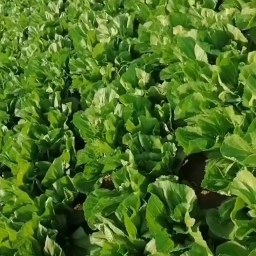 芥菜大量上市