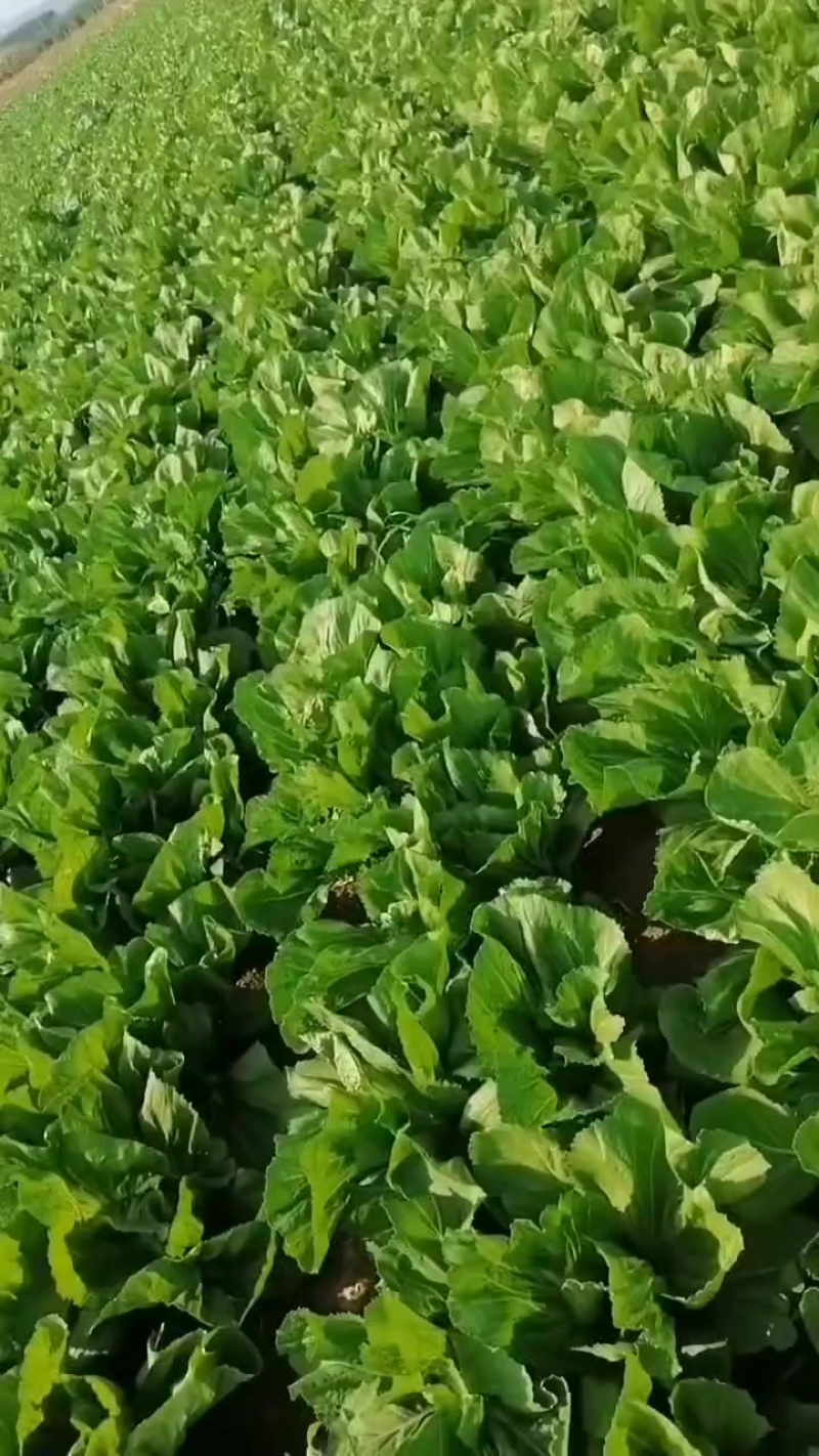 芥菜大量上市