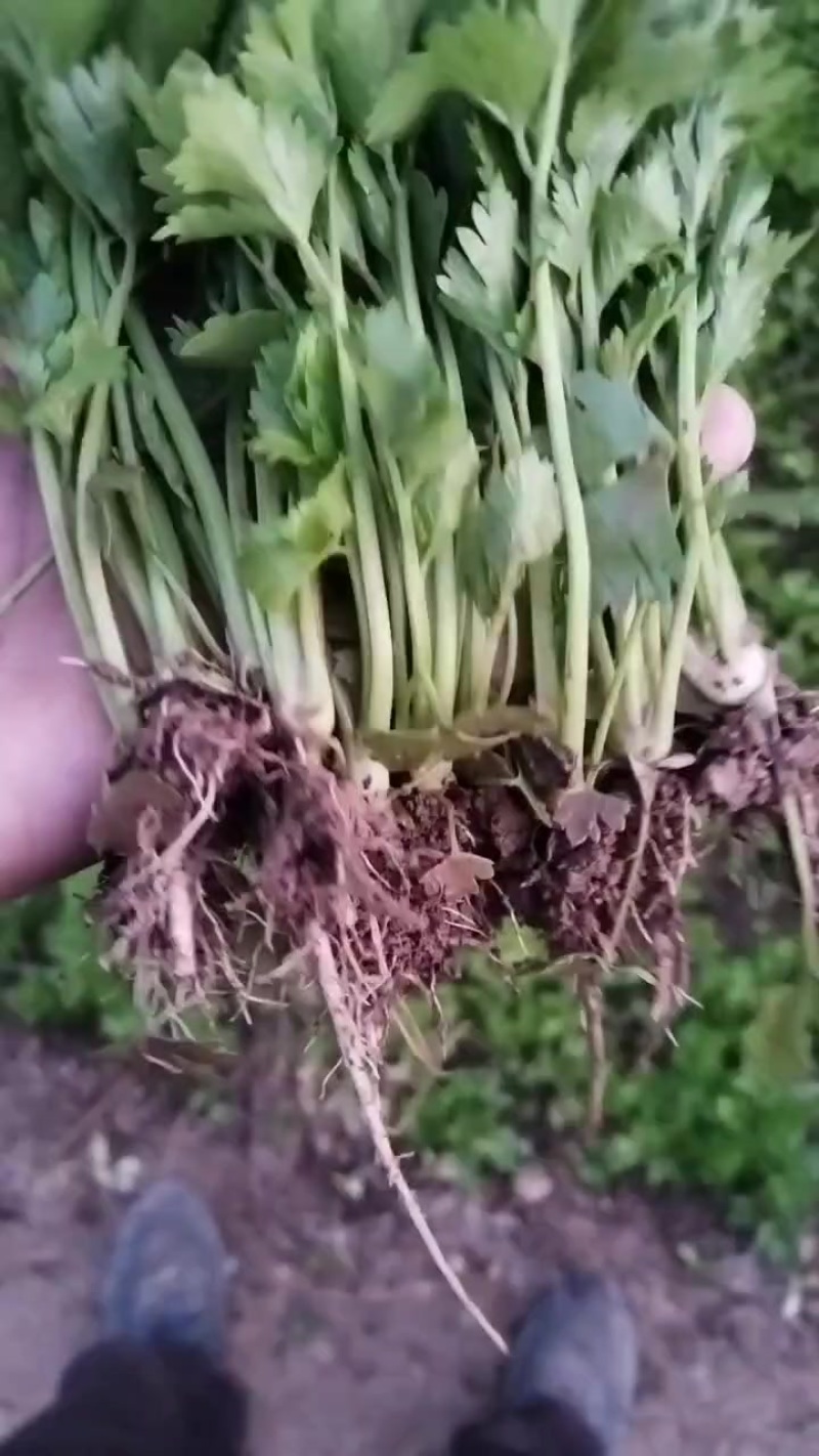 皇后西芹苗子