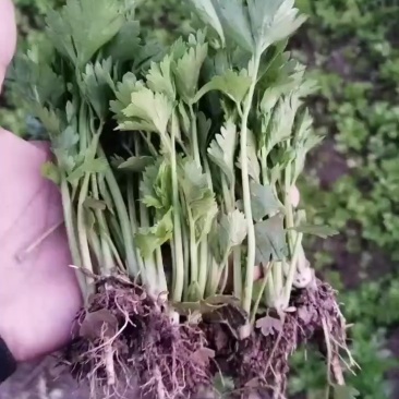 皇后西芹苗子