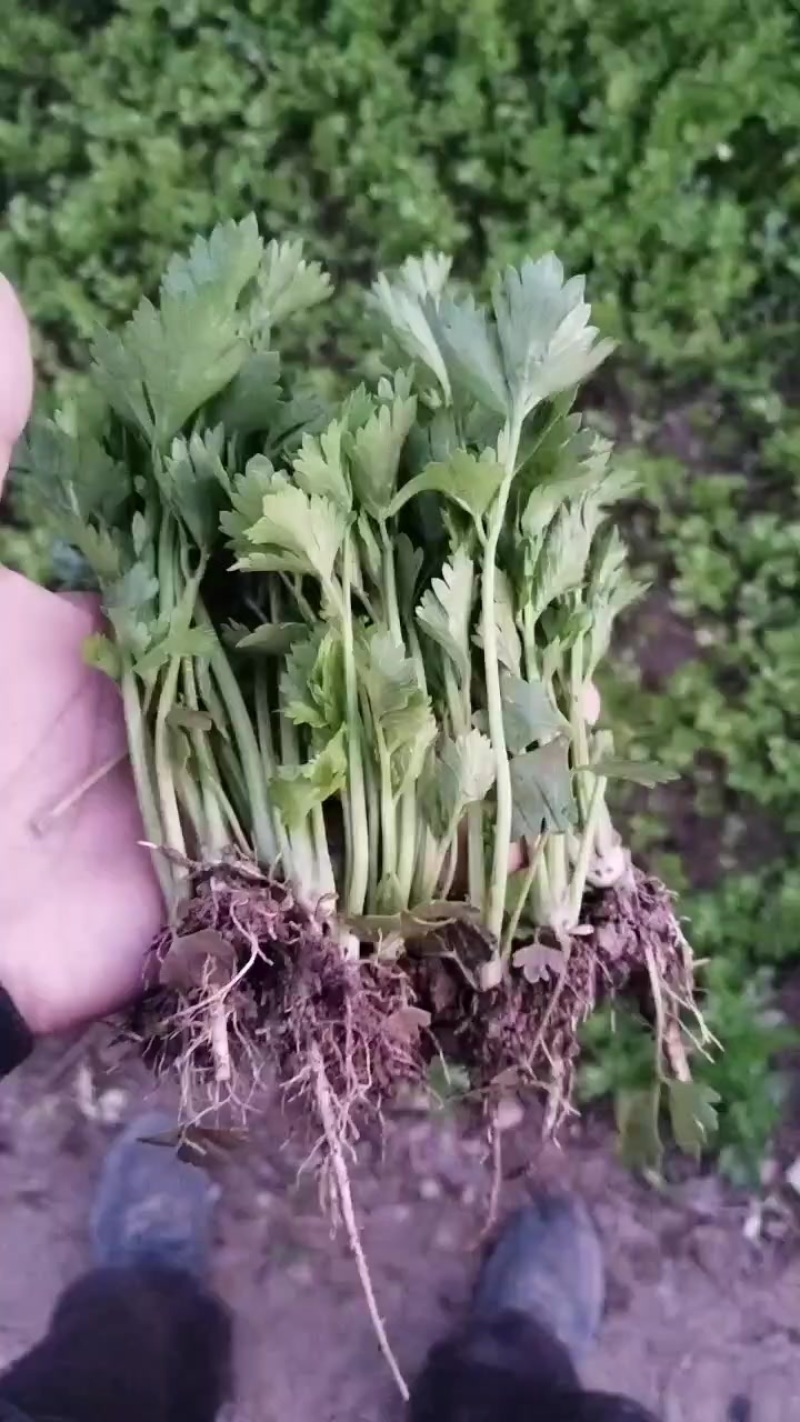 皇后西芹苗子