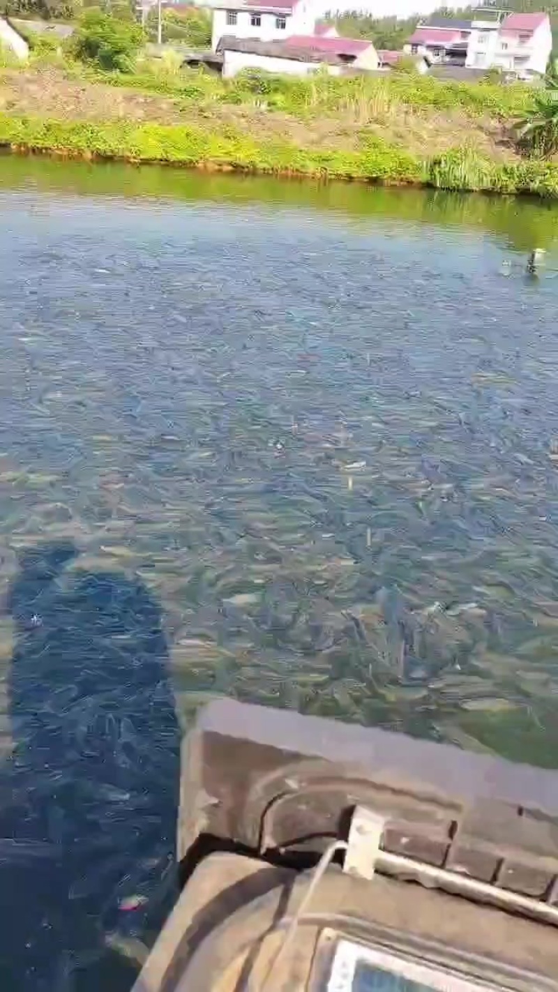 草鱼