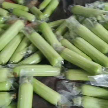 白玉丝瓜，白丝瓜，广西白丝瓜，