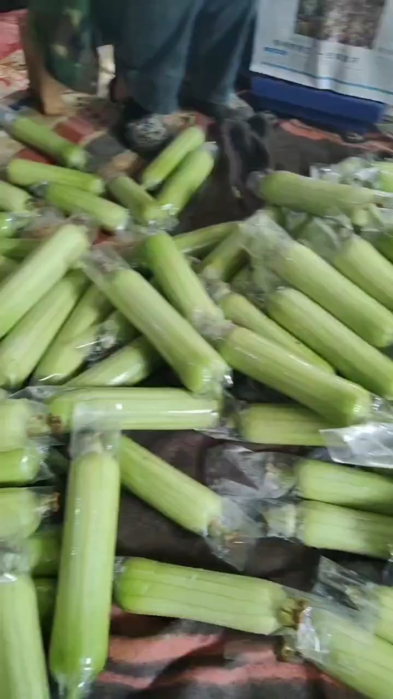 白玉丝瓜，白丝瓜，广西白丝瓜，