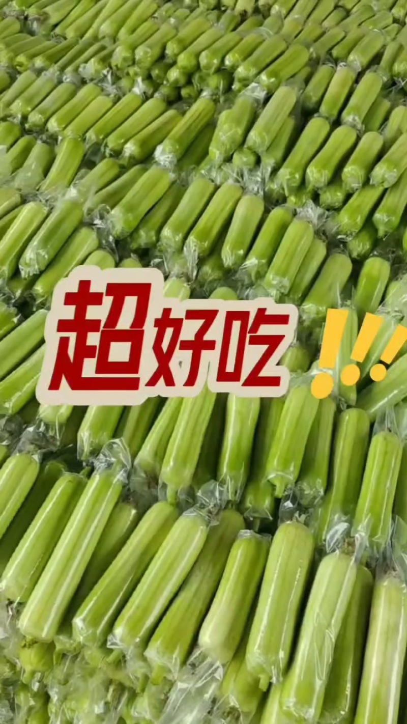 白玉丝瓜，白丝瓜，广西白丝瓜，