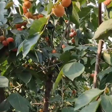 火葫芦柿子